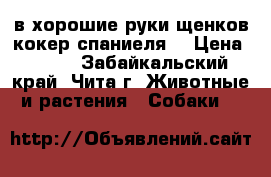  в хорошие руки щенков кокер спаниеля  › Цена ­ 500 - Забайкальский край, Чита г. Животные и растения » Собаки   